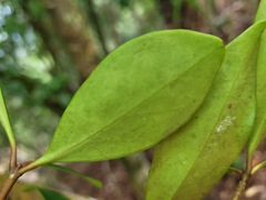 Ternstroemia gymnanthera