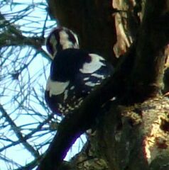 Dendrocopos major