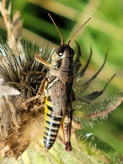Melanoplus dawsoni