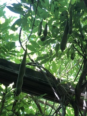 Wisteria