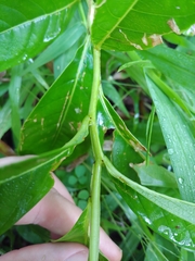 Parathesis crenulata