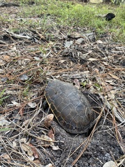 Deirochelys reticularia