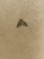 Acasis viretata