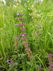 Dracocephalum nutans