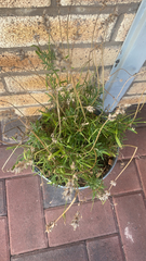 Lavandula