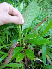 Parathesis crenulata