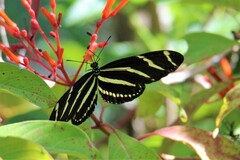Heliconius charithonia