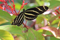 Heliconius charithonia