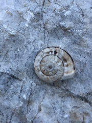 Xerosecta