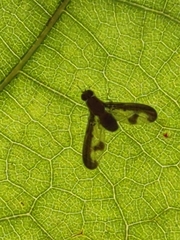 Toxonevra superba