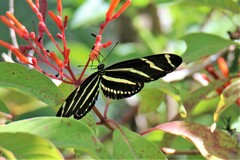 Heliconius charithonia