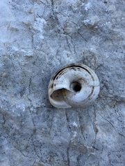 Xerosecta