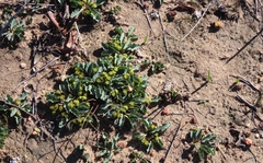 Euphorbia tuberosa