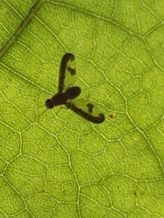 Toxonevra superba