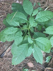 Phytolacca americana