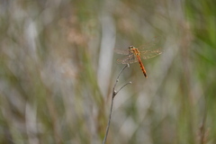 Sympetrum depressiusculum