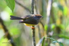 Phyllergates cucullatus