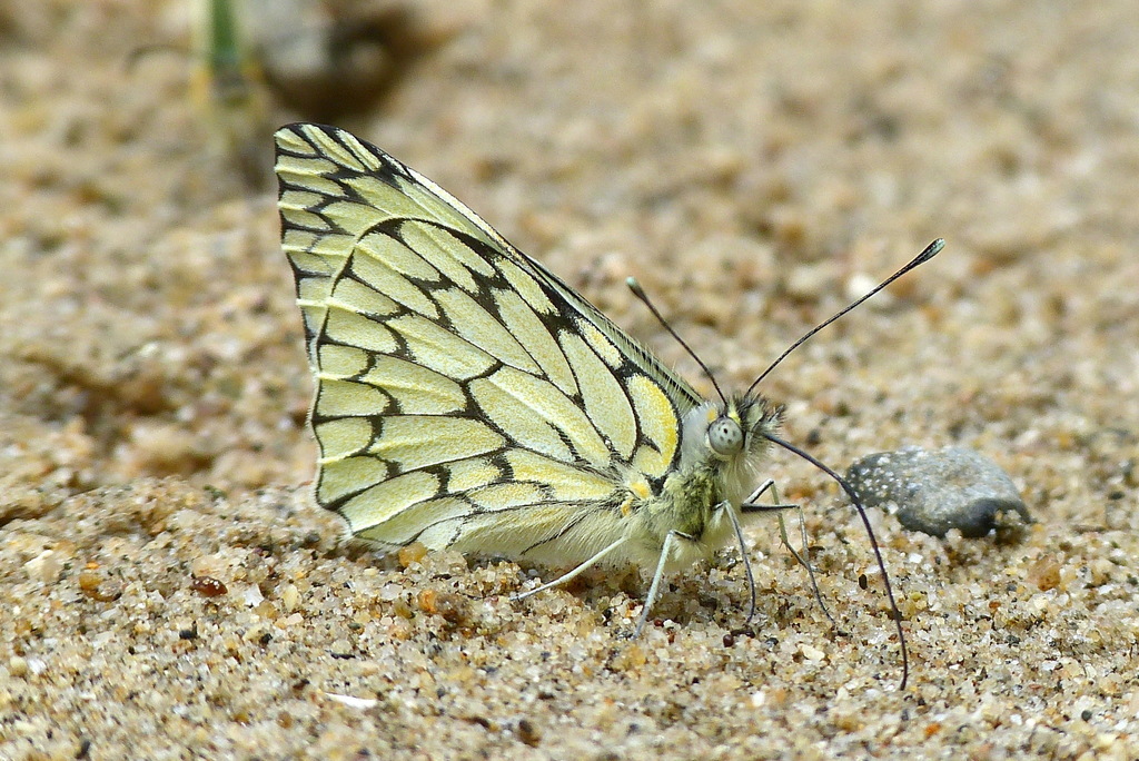 Hesperocharis marchalii