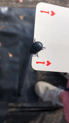 Timarcha tenebricosa