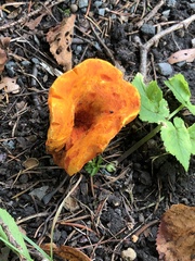 Hypomyces lactifluorum