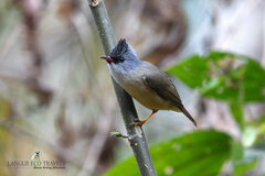 Black-Chinned Yuhina photo 2