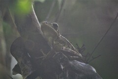 Osteopilus septentrionalis
