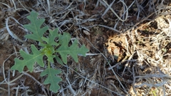 Ambrosia psilostachya