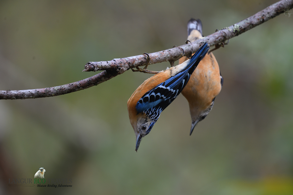 Beautiful Nuthatch
