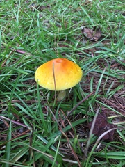 Amanita flavoconia