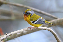 Pteruthius melanotis