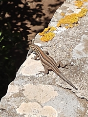 Gallotia galloti