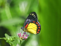 Delias eumolpe