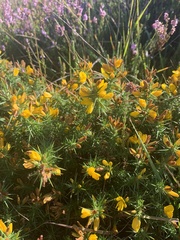 Ulex