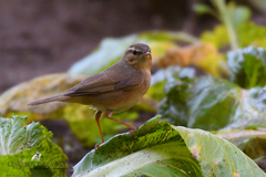 Phylloscopus fuscatus