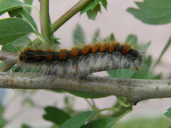 Eriogaster lanestris