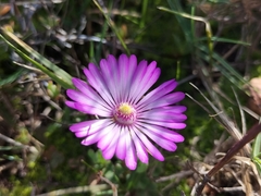 Lampranthus peacockiae