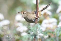 Brown-Flanked Bush Warbler photo 2