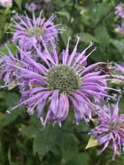 Monarda