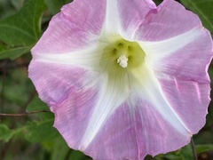 Calystegia