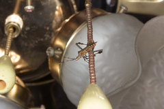 Leptoglossus gonagra