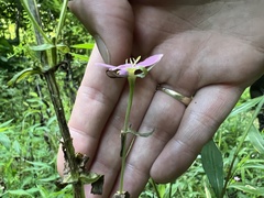Sabatia angularis