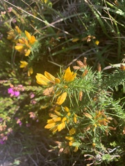 Ulex