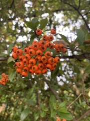 Pyracantha