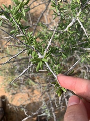 Castela erecta