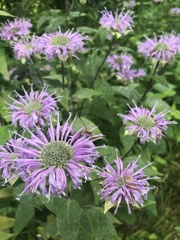 Monarda