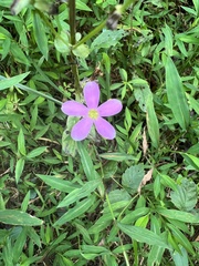 Sabatia angularis