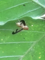 Toxonevra superba