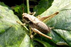 Pholidoptera griseoaptera