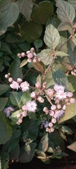 Vernonieae