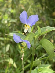 Commelina